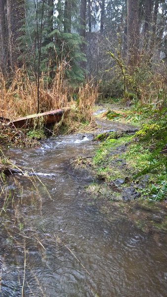 Big Creek Trail in the Olympic National Park during a winter rainstorm in Feb 2016. This isn't the creek; it's actually the trail! A spectacular adventure for winter running :)
