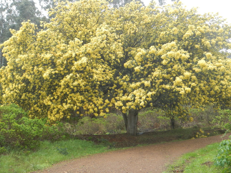 The beginning of the 2nd switchback, full bloom!