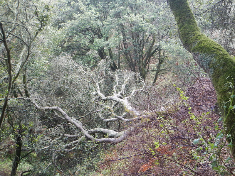 Vegetation as thick and varied as any other nearby canyon.