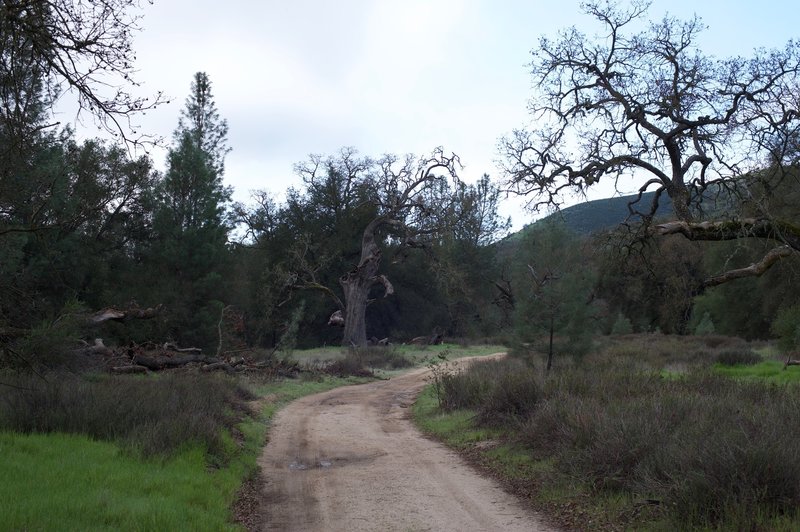 The South Wilderness Trail starts by following the old fire road, so it's nice and wide to start.