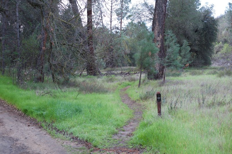 The South Wilderness Trail breaks away from the road, and narrows as you can see here.