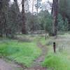 The South Wilderness Trail breaks away from the road, and narrows as you can see here.