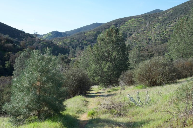 The trail runs close to the creek bed, causing trees to be plentiful in the area. This provides shade during the heat of the day while the higher trails in Pinnacles lack the shade.