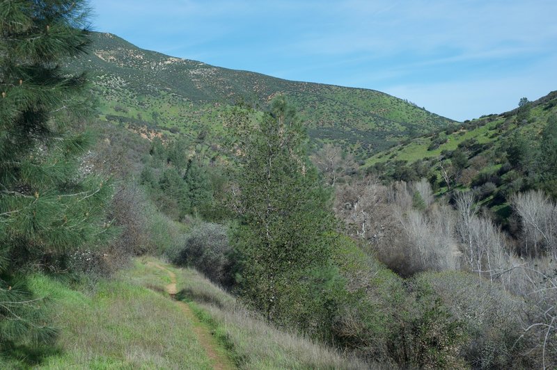 Looking back toward the trailhead, the trail winds through the trees and the brush.  There aren't trees on the hills because it is so dry compared to the creek area.