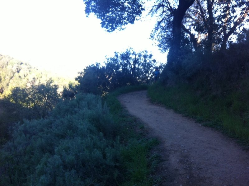 On the Coyote Trail.