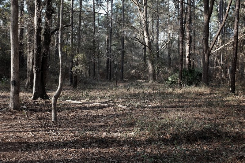 One of the many trees in this park, growing in a slightly unusual way.