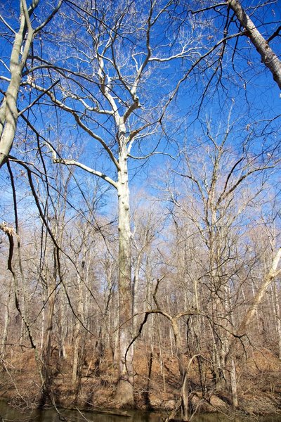 A great looking sycamore along the Galien River.