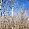 A great looking sycamore along the Galien River.