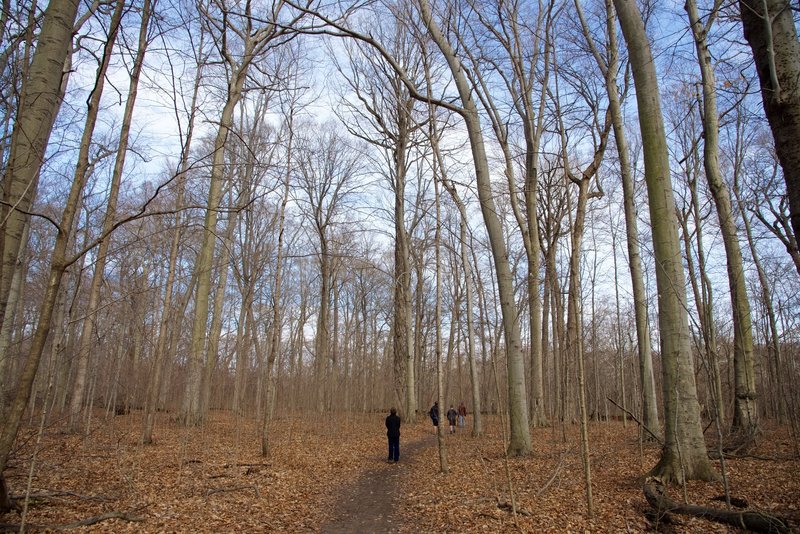 The north part of the Warren Woods trail. The trees tower above you.