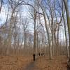 The north part of the Warren Woods trail. The trees tower above you.