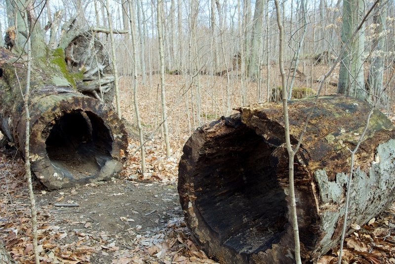 A fallen tree with a perfect hollow core.