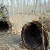 A fallen tree with a perfect hollow core.