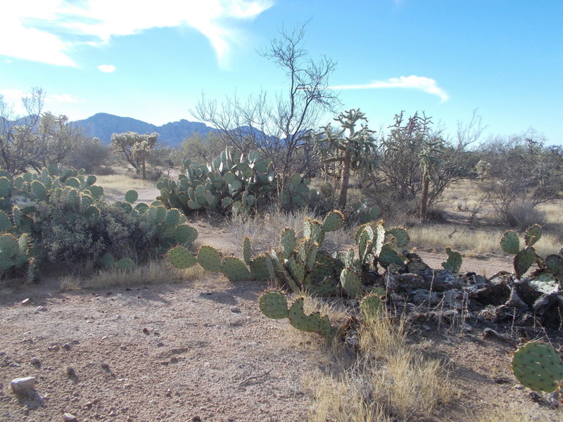 Typical terrain.