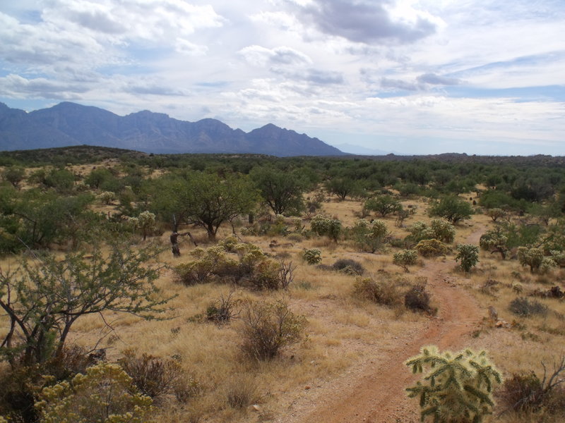 Looking southeast.  ypical terrain on Honeybee Canyon Loop after turning right at the first fork: more grass and low trees.