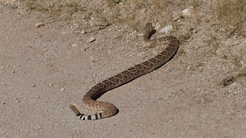 Healthy local resident on Honeybee Canyon Loop.