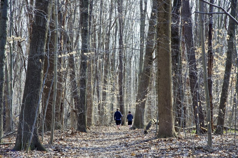 Walking through the forest.