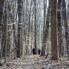 Walking through the forest.