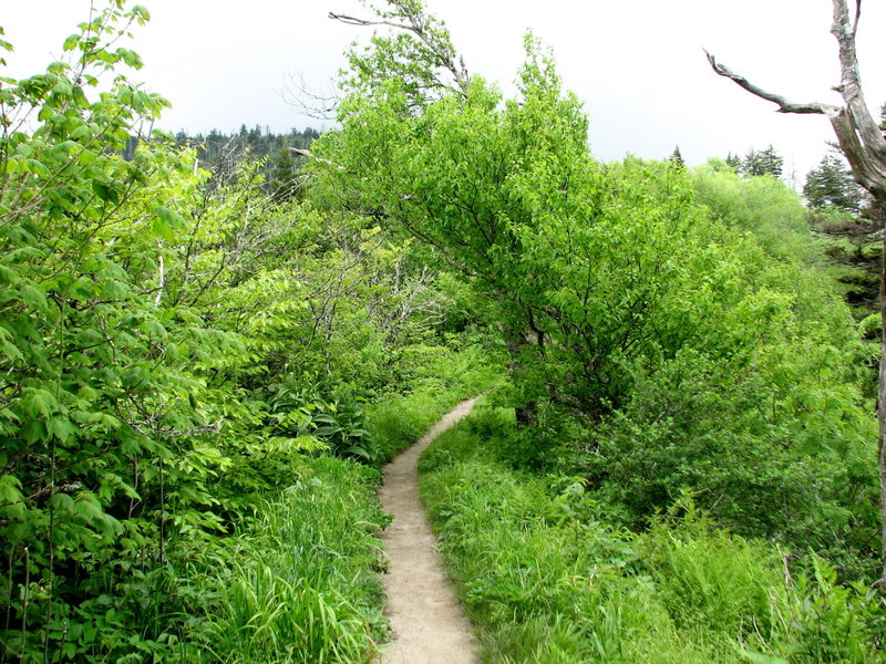 Bunion Trail, Great Smokey National Park.