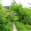 Bunion Trail, Great Smokey National Park.