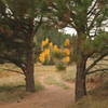 Beautiful scenery along Sawmill-Boulder Trail.