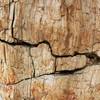 Closeup: Redwood fossil stump.