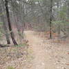 Wooded area of the Dunes Nature Trail.