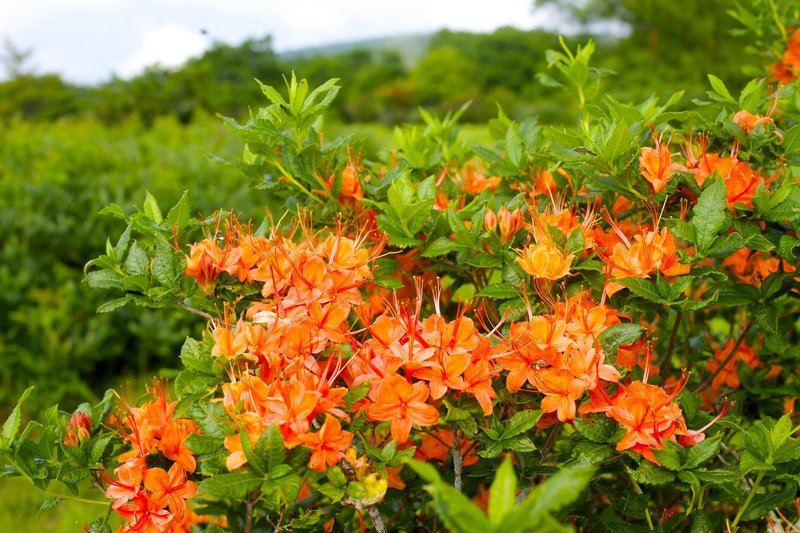 Flame azalea on Gregory's Bald.