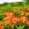 Flame azalea on Gregory's Bald.