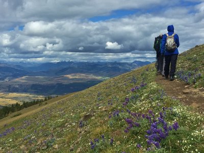 Hikers head east from Mount Washburn summit through fields of purple lupine.