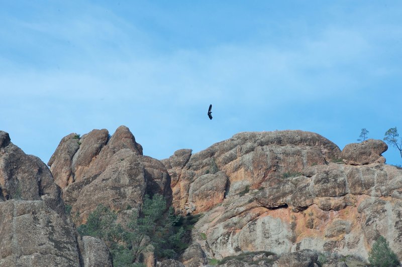 A California Condor soars above the volcanic peaks of Pinnacles National Park.