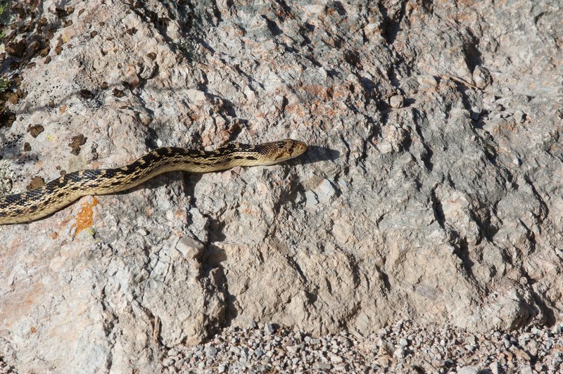 Snake on the trail.  He was just hanging out on the trail sunning himself, not bothering anyone.