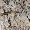 Snake on the trail.  He was just hanging out on the trail sunning himself, not bothering anyone.