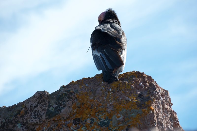 California Condor hanging out on the high peaks trail.