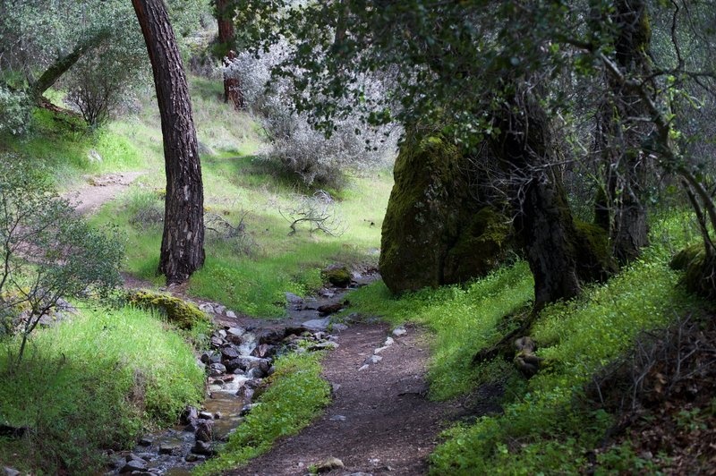 The trail as it crosses a small creek going up Juniper Canyon Trail.  Notice that this area has more trees and moisture than the trails thanks to the creeks that run through the area.