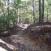 An example of the rolling singletrack on the Piedmont Trail.