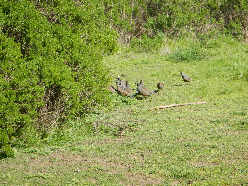 There were at least 15 quail in this bevy.