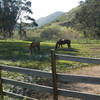 Horses after a day's work on the Tennessee Valley Trail, refueling.