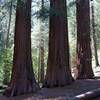 Giant Sequoia trees.