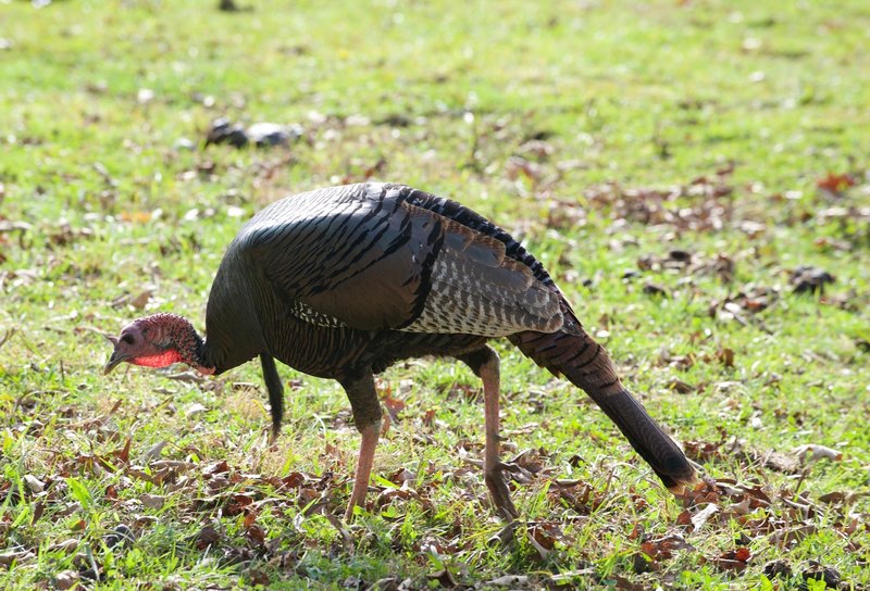 It was easy to spot this Female turkey feeding in the field from the Rich Mountain Trail.