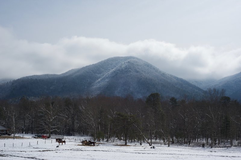 Looking up at the crest of the Smokies from Cades Cove.  Horses feed in the fields.