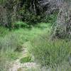 Yellow wildflowers can be found along shaded and well watered areas on the North Wilderness Trail.