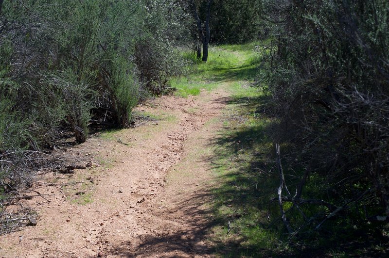 The trail is sandier in this portion of the trail than the other side.  This makes climbing up the trail from the High Peaks side more difficult than climbing up from Old Pinnacles Trailhead side.