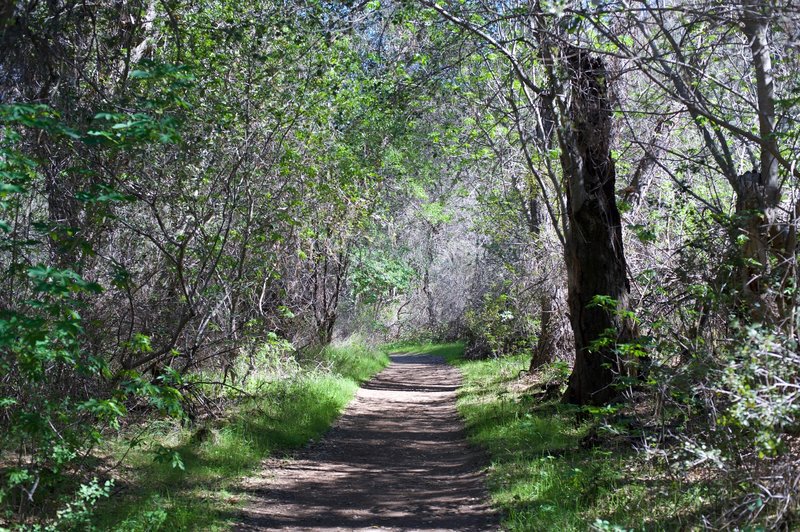The Old Pinnacles Trail as it works under the trees.  This path is fairly wide through this part of the park.