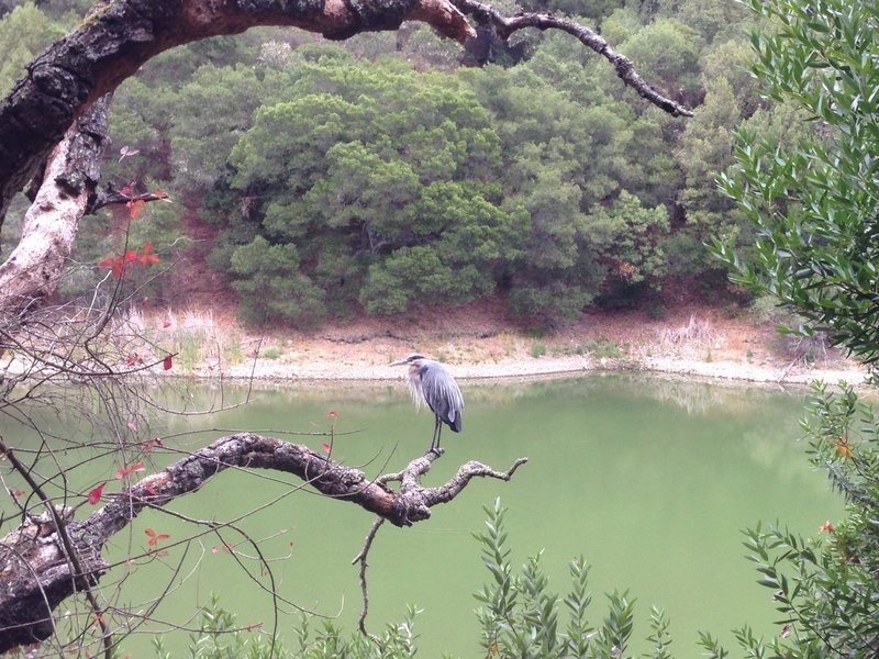 Blue Heron.