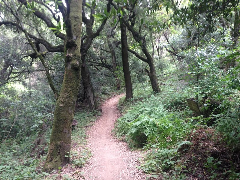 Singletrack portion of the route.