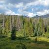 Small meadow along the trail.