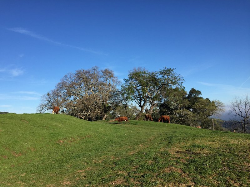 Typical cows along the trail.