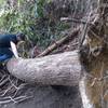 Scrambling over the downed tree after admiring the Angel Windows, headed back to the trailhead.