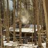 Maple syrup time at the sugar shack.