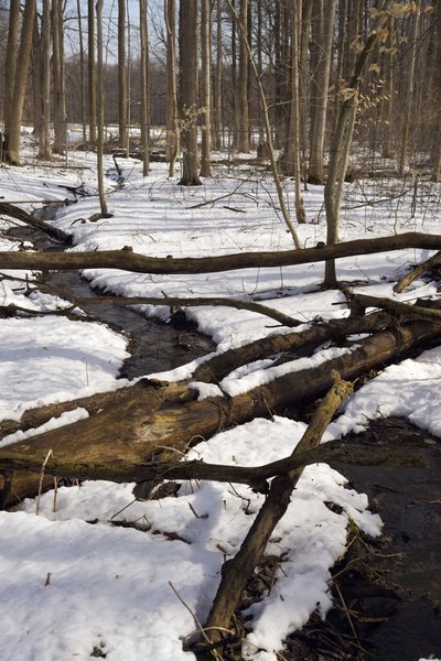 A spring coming out of the hillside.